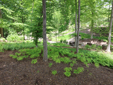 LaCross Botanical Gardens - Fern Glade