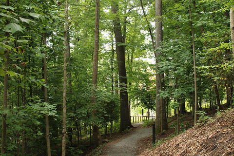 Tulip Poplar Thicket